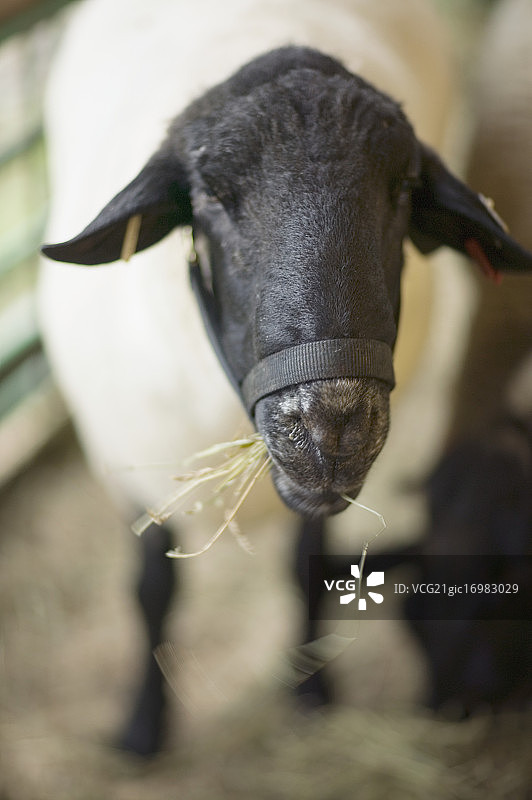 吃草的绵羊图片素材