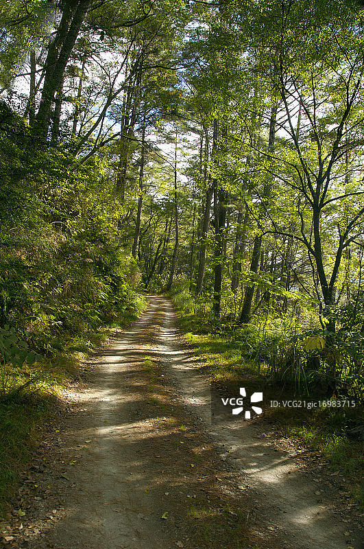 台湾,苗栗县,大鹿林道图片素材