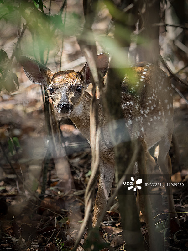 小鹿“基鹿”图片素材