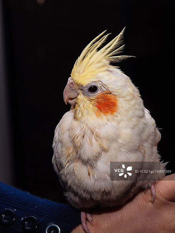 澳洲鹦鹉图片素材