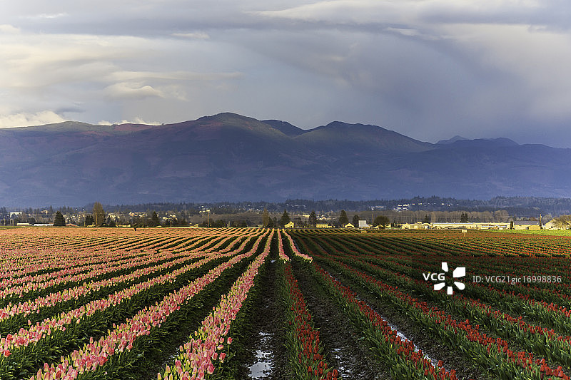 斯卡吉特郁金香图片素材