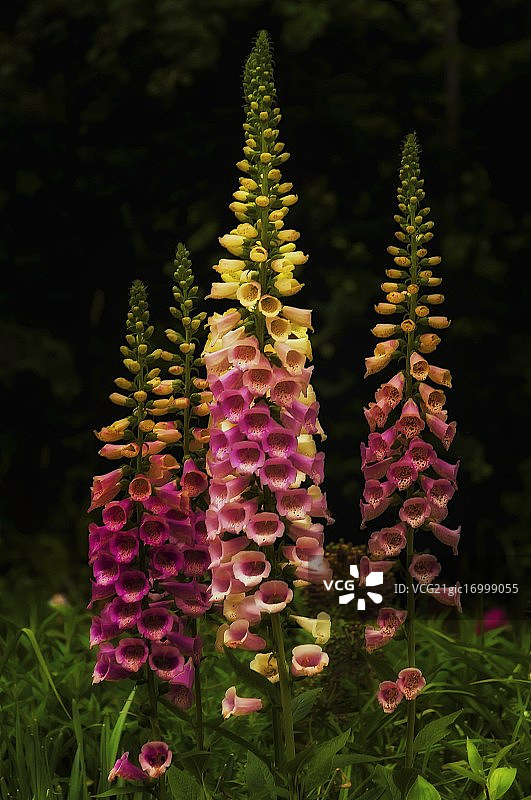 永恒的毛地黄图片素材