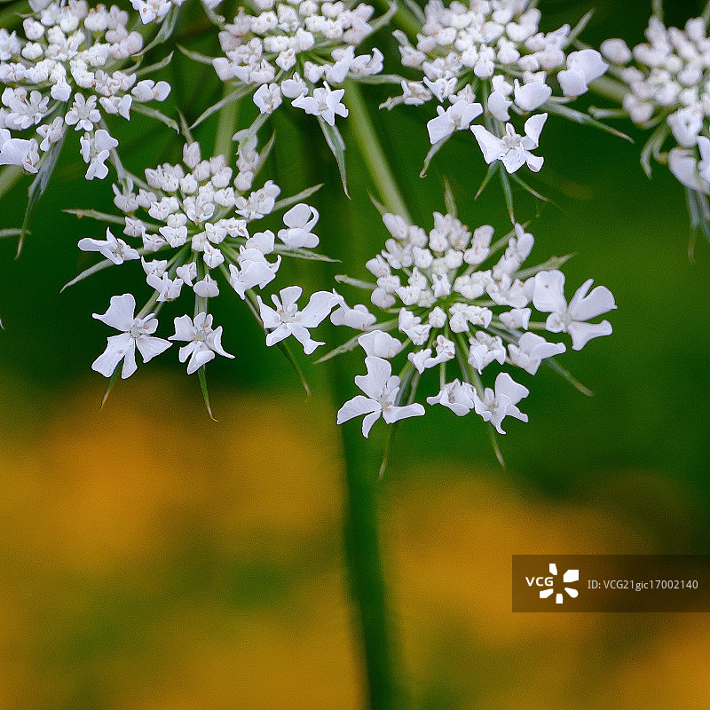 安妮女王的蕾丝特写图片素材