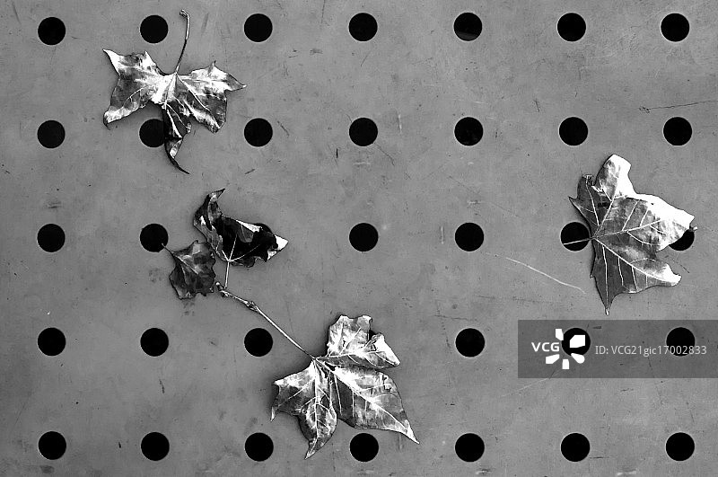 金属叶子图片素材