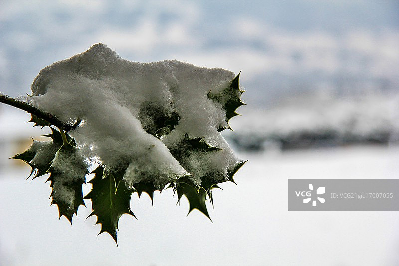 圣诞冬青图片素材