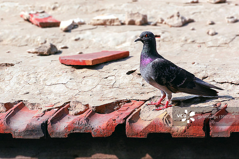 岩鸽图片素材