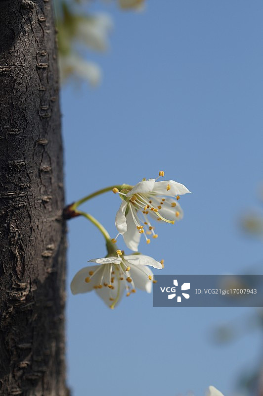 欧洲李图片素材