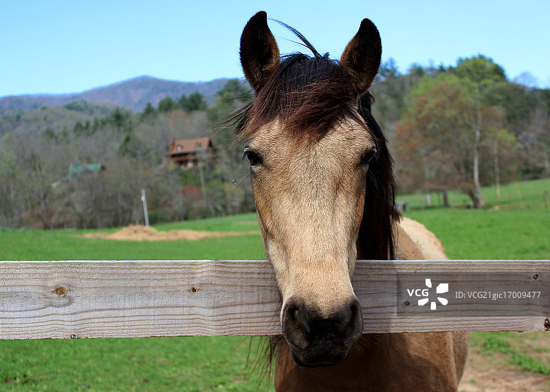 马的画像图片素材