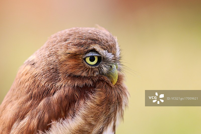 小猫头鹰图片素材
