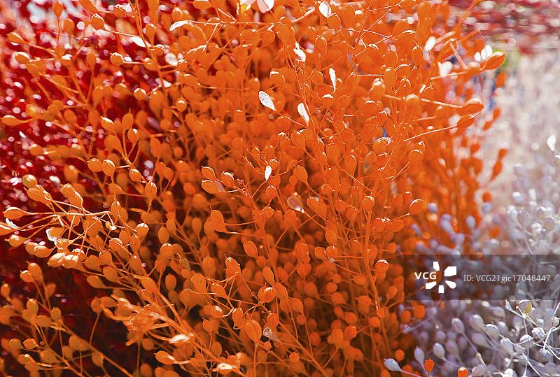 橙色和白色珊瑚钟图片素材