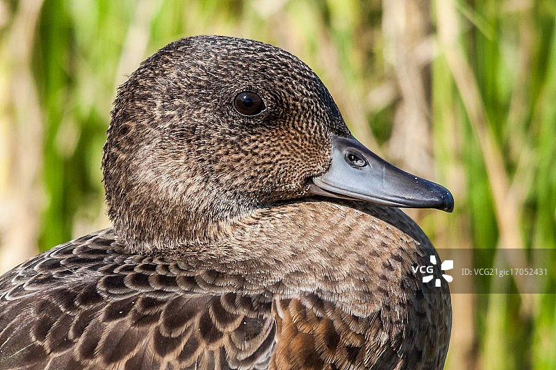 雌性欧亚鹟图片素材
