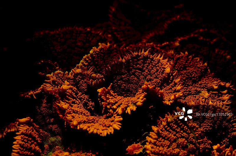 蘑菇珊瑚图片素材