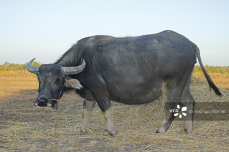水牛图片素材