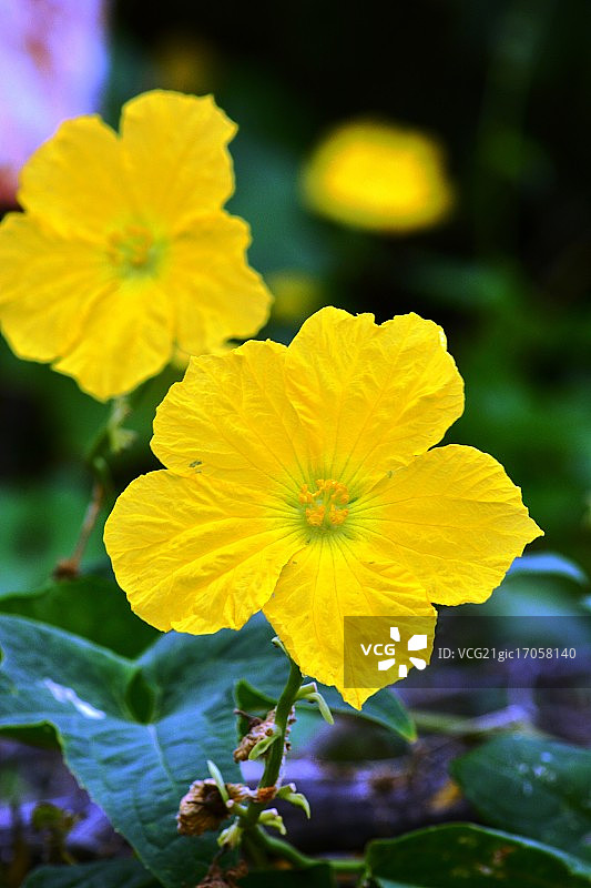 南瓜花图片素材