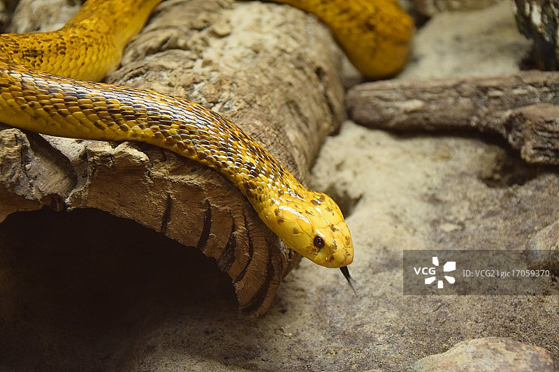 黄色蛇图片素材