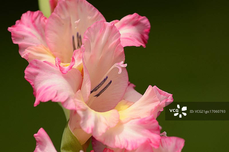 剑兰花图片素材