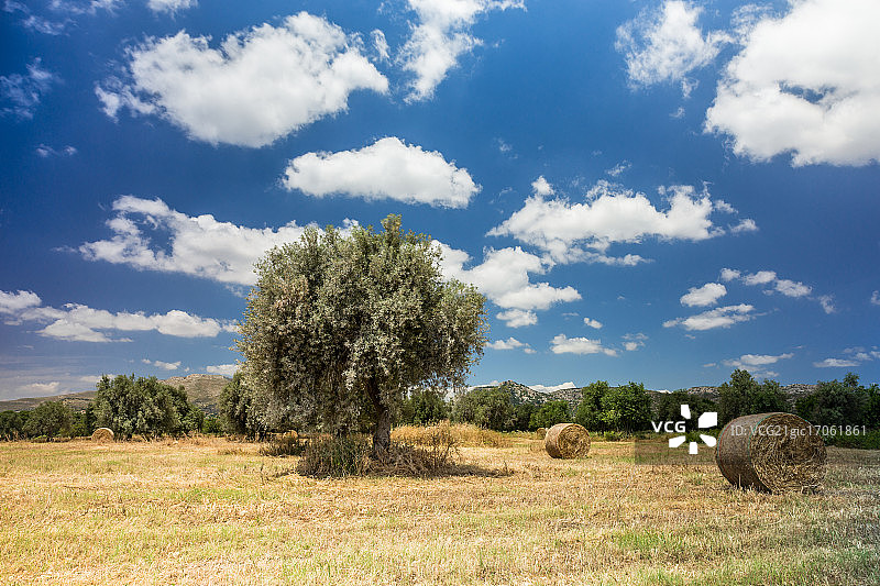 橄榄园图片素材