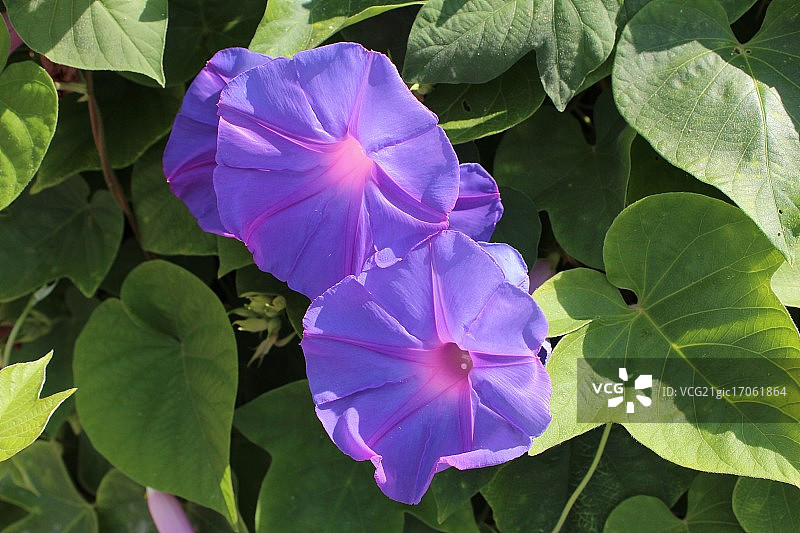 希腊的蓝色花朵图片素材