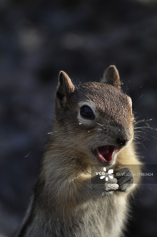 金背地松鼠图片素材
