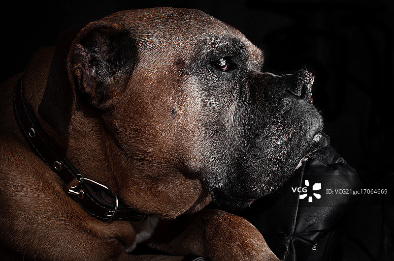 拳击手卡西乌斯图片素材