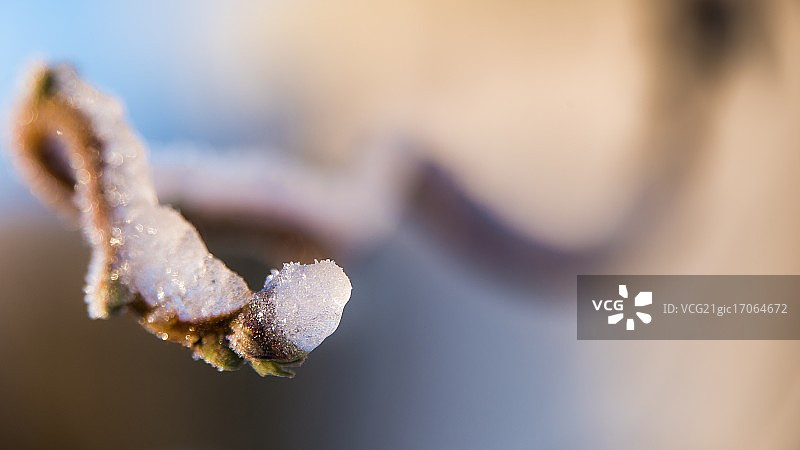 早晨的冰霜榛子图片素材