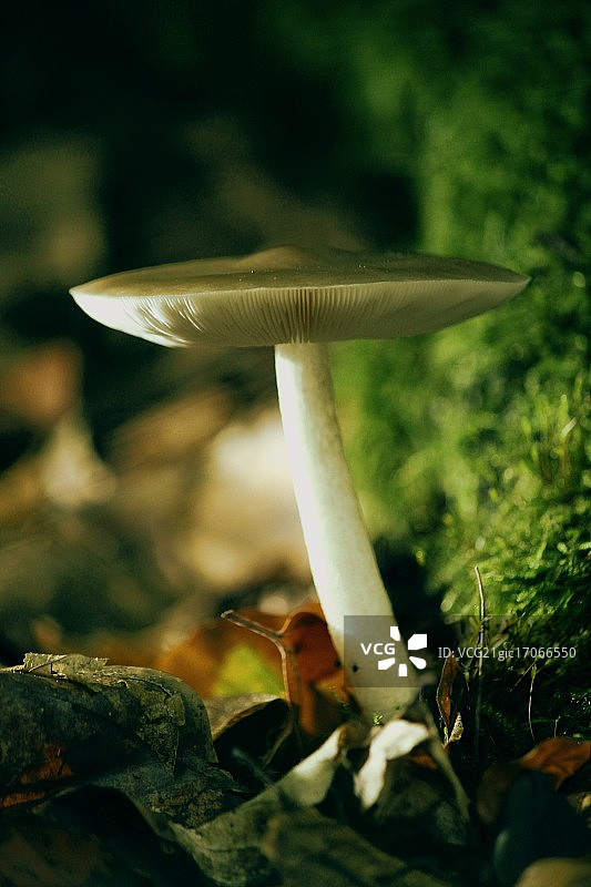 蘑菇愿景 III图片素材