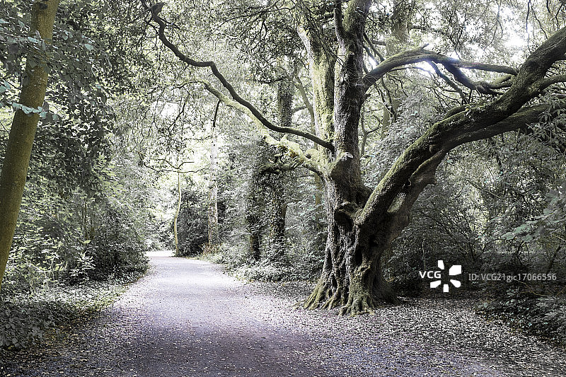 春天里的基尔肯尼城市风光图片素材