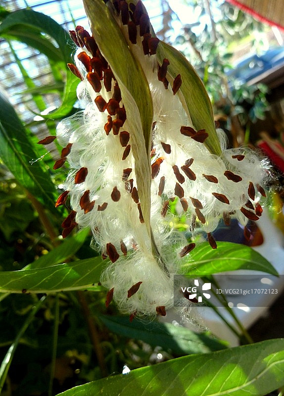 马利筋种子荚打开图片素材