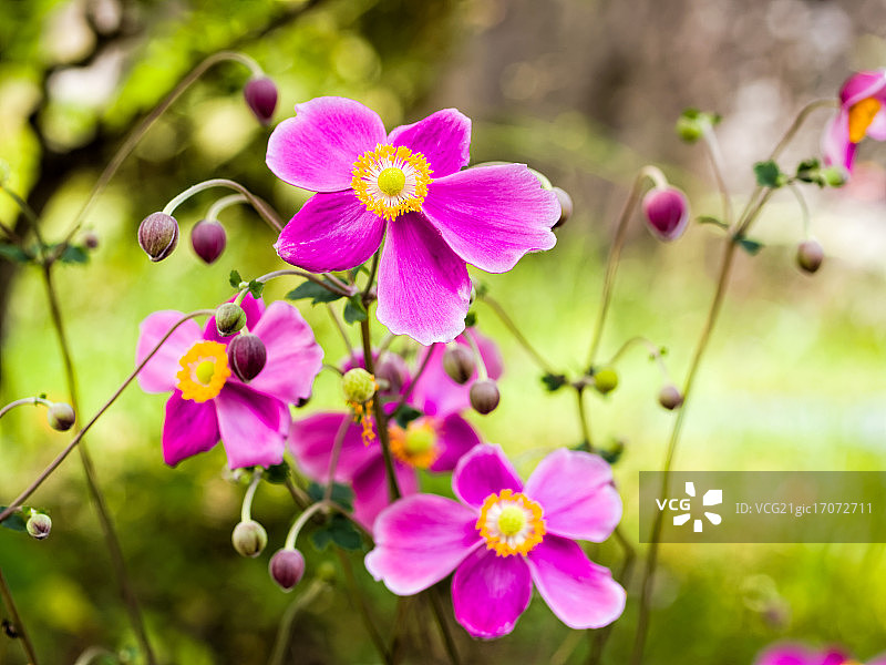 日本银莲花图片素材