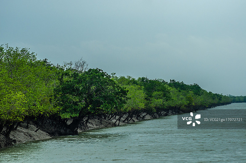 红树林图片素材