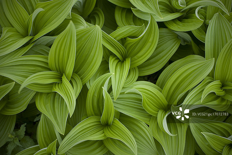 卷曲技巧图片素材