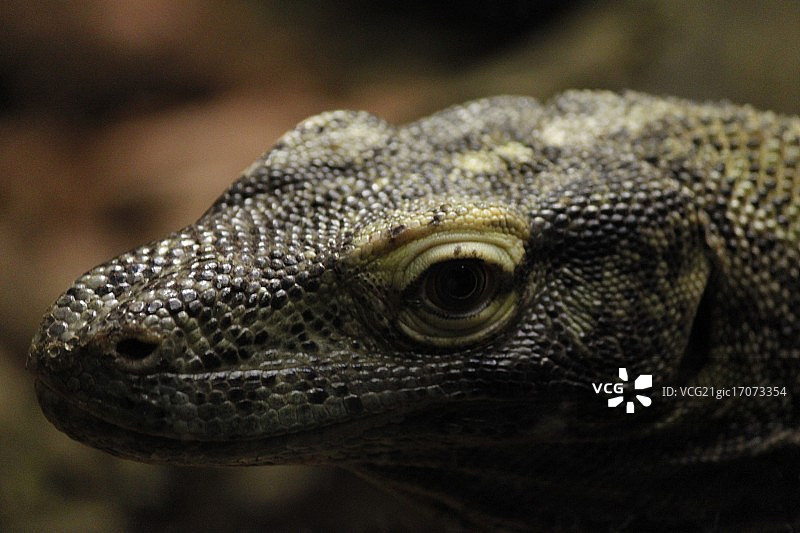 科莫多岛图片素材