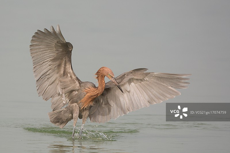 捕食红鹭图片素材
