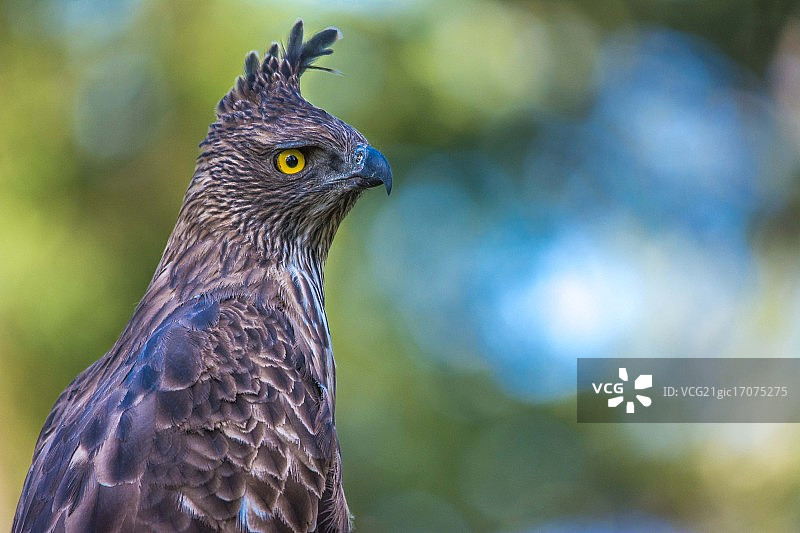 凤头鹰图片素材