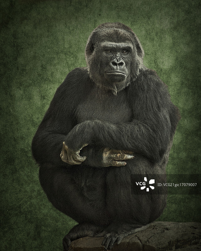 银背大猩猩肖像图片素材