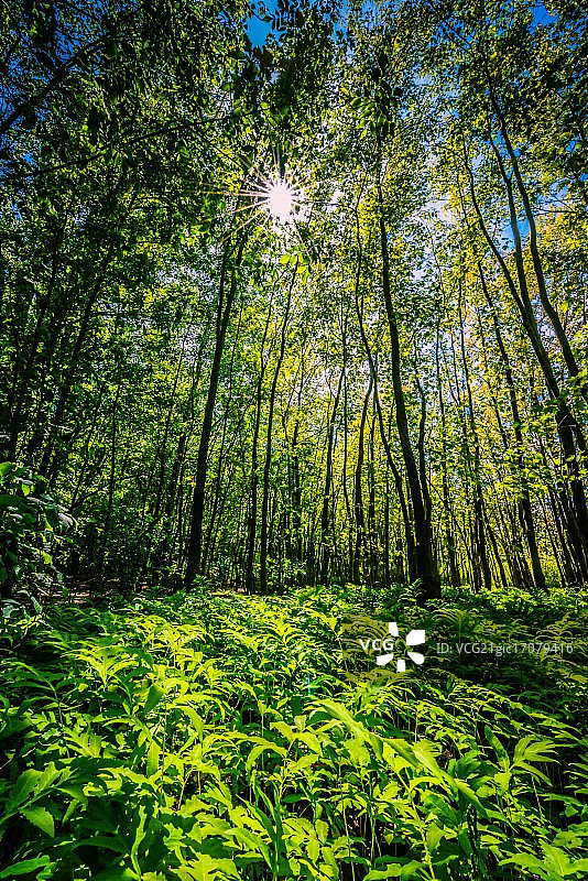 光合作用图片素材