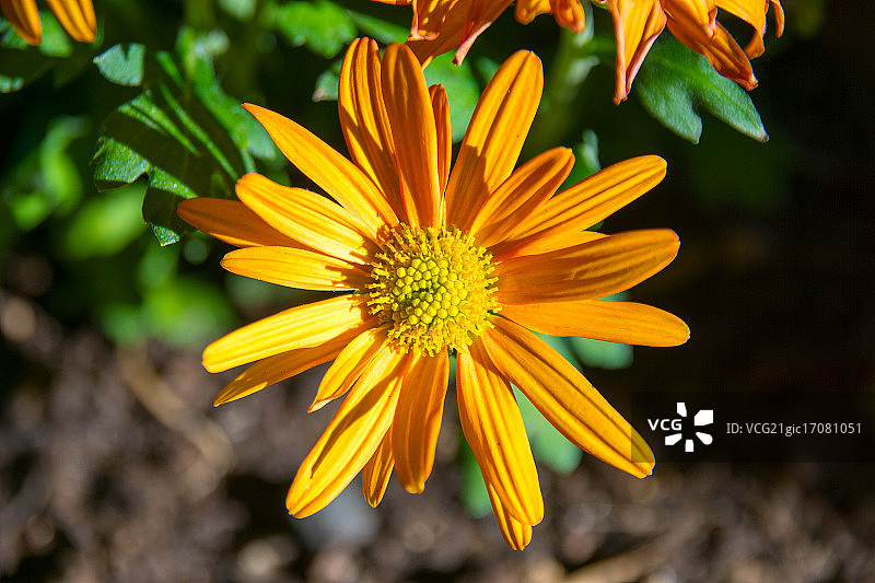 玛格丽特花图片素材