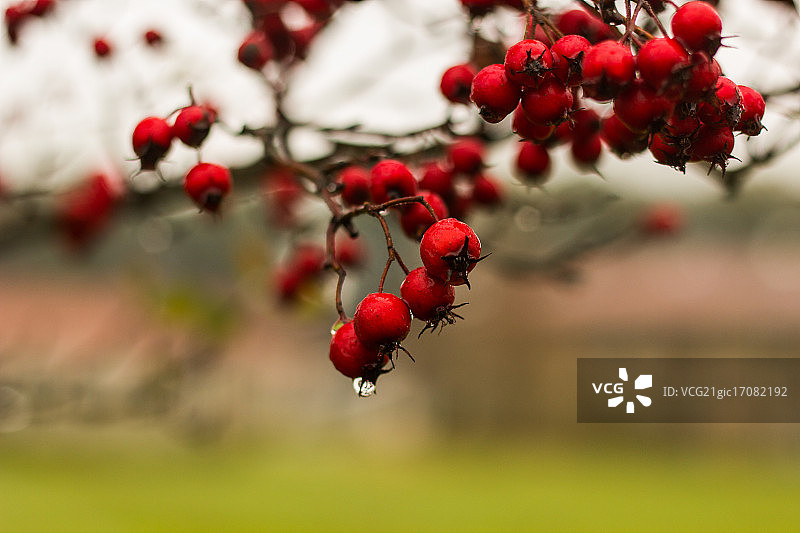 花楸浆果图片素材