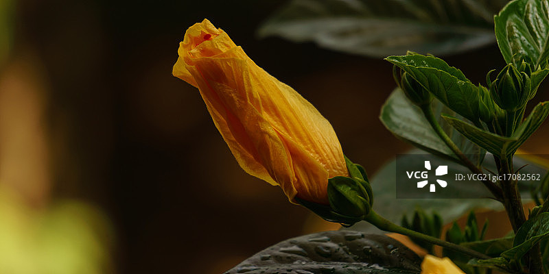 盛开后的芙蓉花图片素材