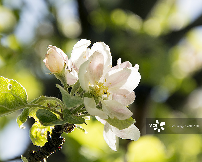 苹果花图片素材