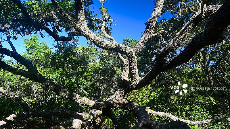 倒下的栎树图片素材
