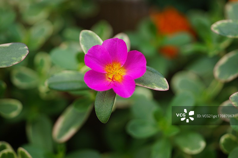 马齿苋图片素材