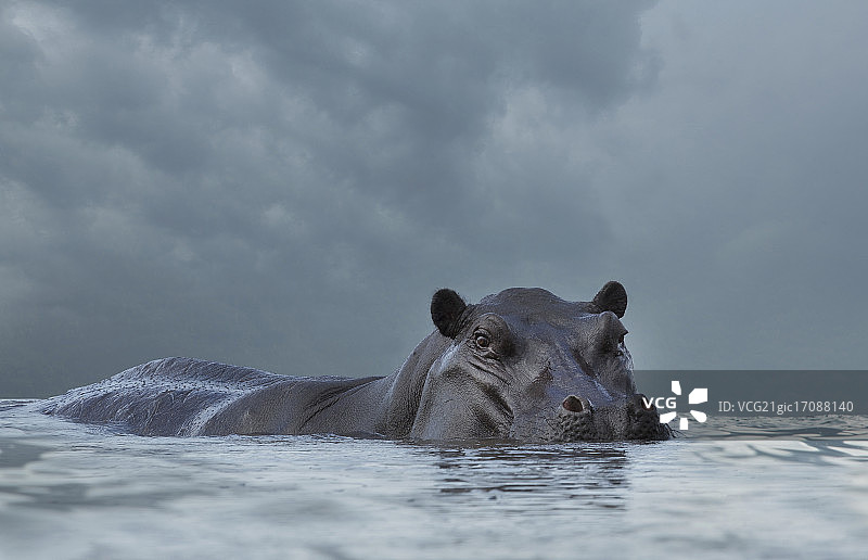 池塘里的河马图片素材