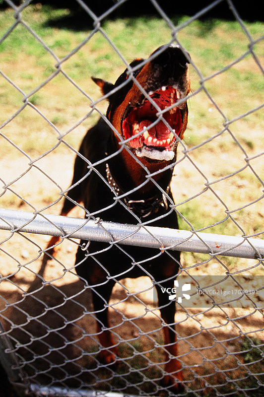 对着栅栏咆哮的狗图片素材