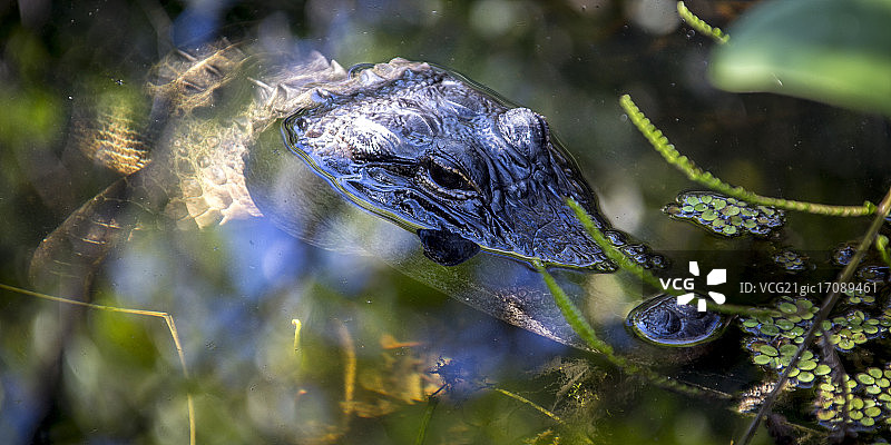 躲猫猫图片素材