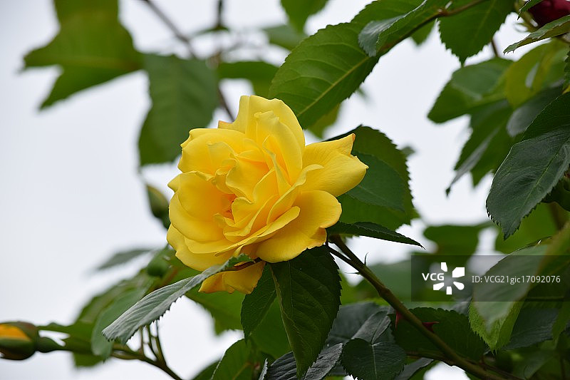 黄色玫瑰图片素材