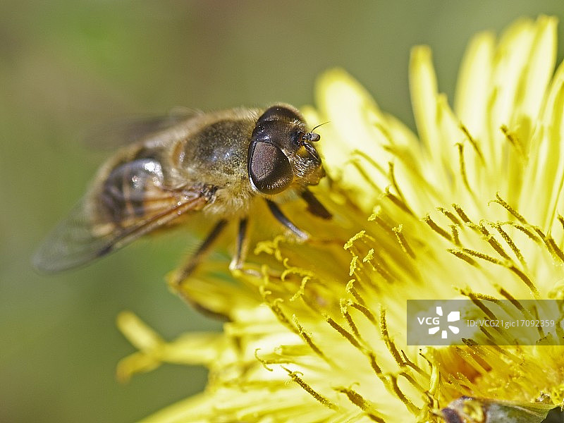 食蚜蝇图片素材