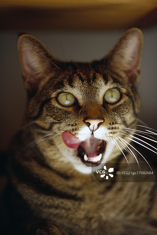 虎斑猫舔嘴唇图片素材
