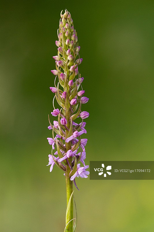 香雪兰图片素材