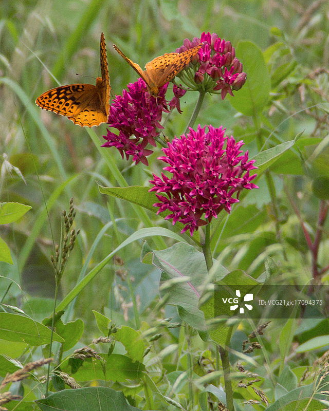 马利筋图片素材